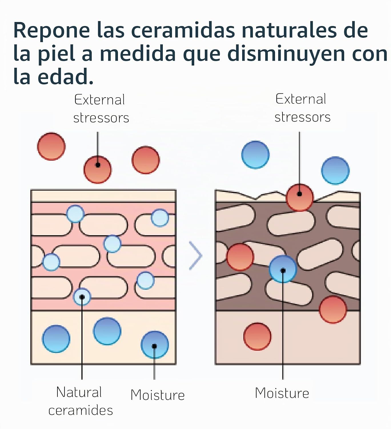 NANO RECIPE CERAMIDE CONCENTRATE DIY CERMIDE SÉRUM FACIAL CONCENTRADO, HIDRATANTE, HIDRATANTE, SIN FRAGANCIA, LIGERO, - 3