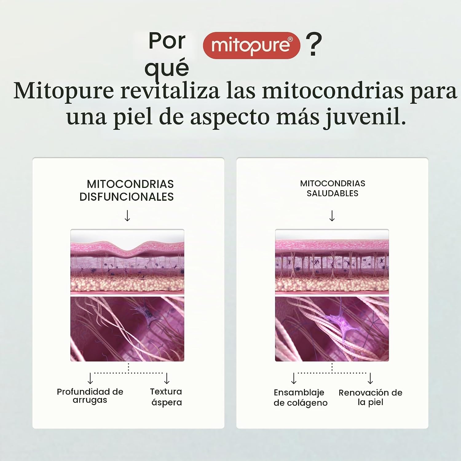 TIMELINE MITOPURE - CREMA HIDRATANTE LIGERA CON PÉPTIDOS PARA HIDRATAR, RELLENAR Y PROTEGER LA PIEL SECA - 1.7 ONZAS LÍQUIDAS - 2