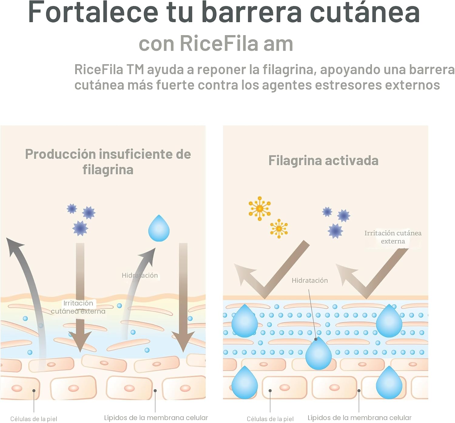 HAYEJIN RICEFILA - TÓNICO DE LECHE PARA PIEL DE VIDRIO, TÓNER FACIAL HIDRATANTE DE ARROZ COREANO 2 EN 1 CON NIACINAMIDA, 8 - 7
