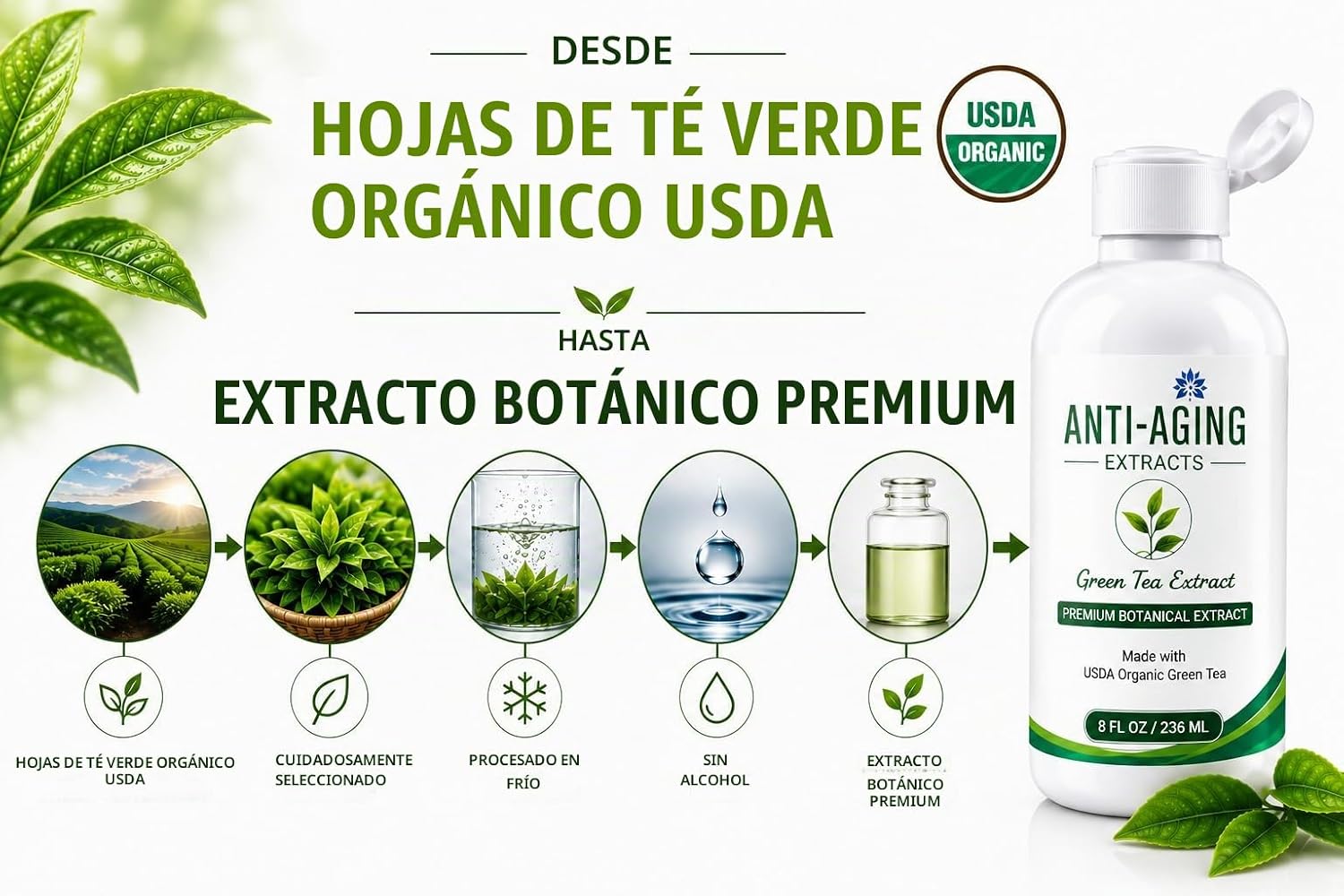 EXTRACTO DE TÉ VERDE PURO PARA PIEL Y CABELLO, ANTIOXIDANTE, POLIFENOL Y EGCG PROCESADO EN FRÍO, SUERO CON HOJAS ORGÁNICAS - 3