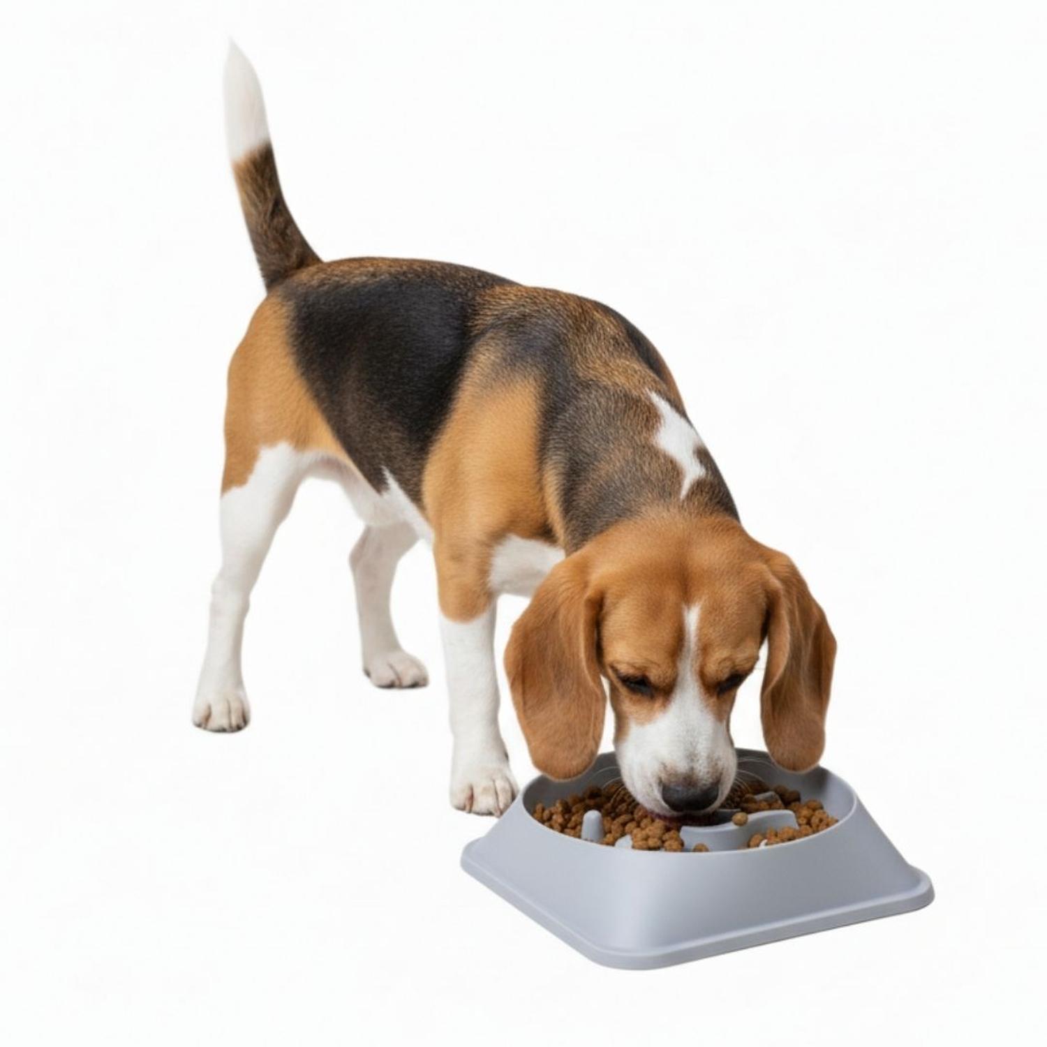 PLATO ANTIESTRÉS PARA MASCOTAS MEJORA DIGESTIÓN COMEDERO PERROS Y GATOS TAMAÑO M - 4