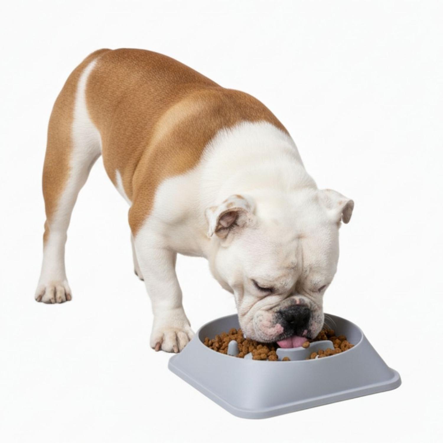 PLATO ANTIESTRÉS PARA MASCOTAS MEJORA DIGESTIÓN COMEDERO PERROS Y GATOS TAMAÑO M - 5