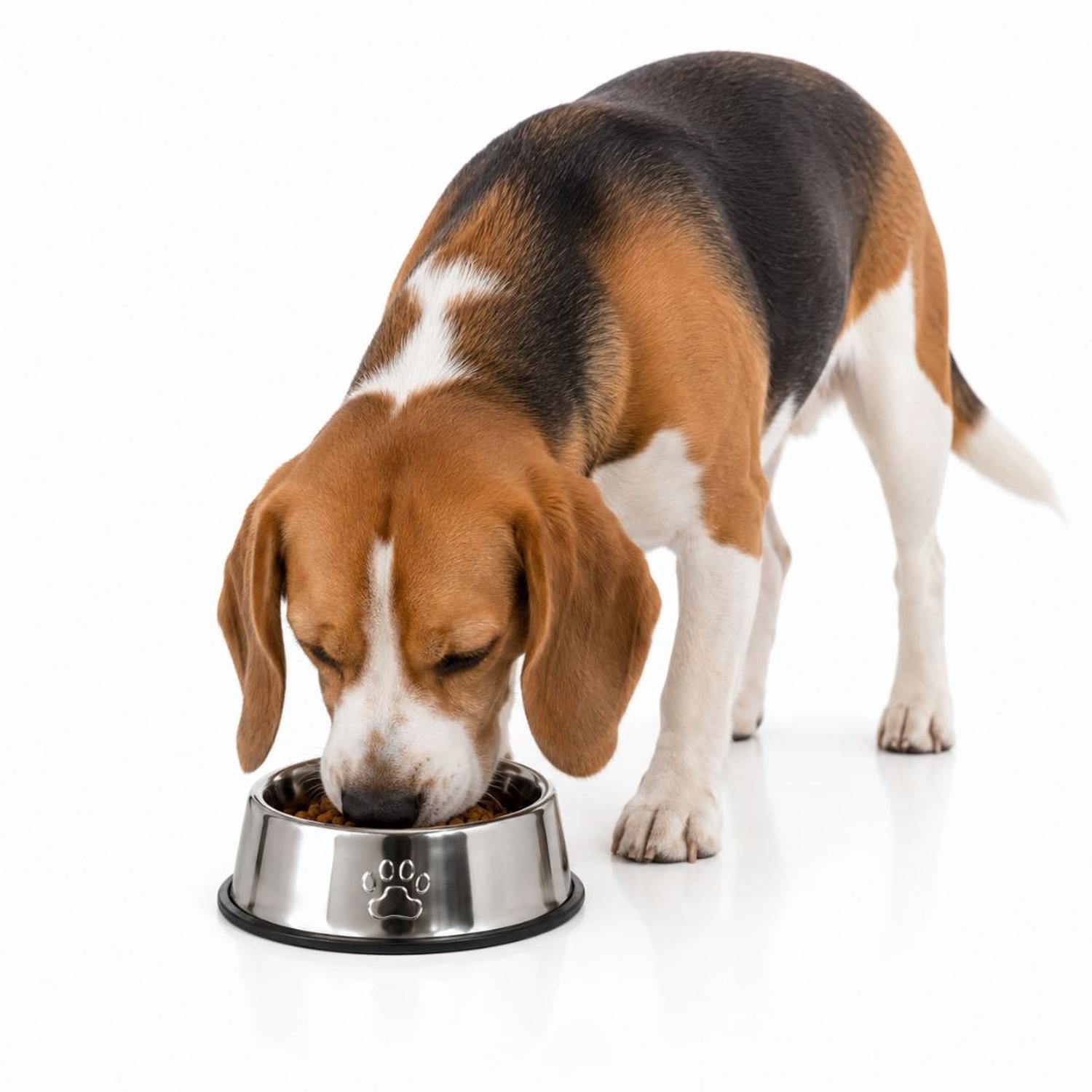 PLATO COMEDERO PARA MASCOTAS 26CM ACERO INOXIDABLE ANTIDESLIZANTE PERROS Y GATOS - 1