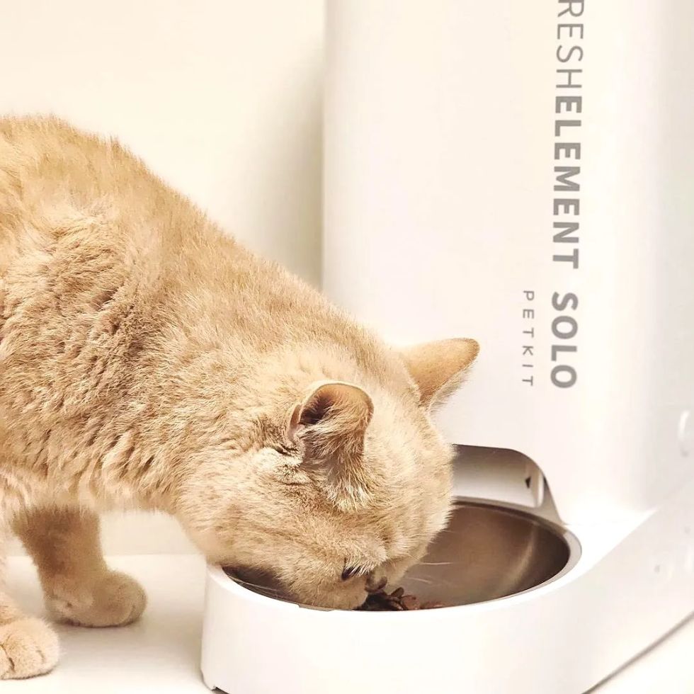 COMEDERO AUTOMÁTICO PETKIT SOLO BLANCO - 8
