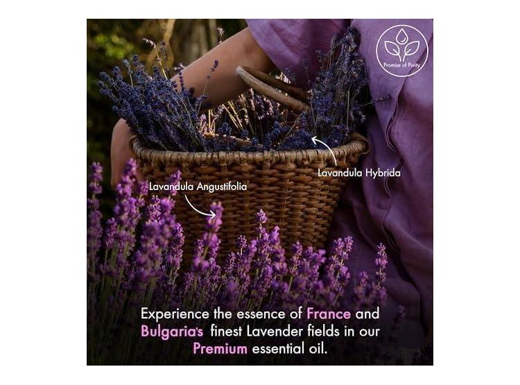 ACEITE ESENCIAL MAJESTIC PURE DE LAVANDA, CALIDAD PRÉMIUM, 100% PURO Y NATURAL PARA AROMATERAPIA - 2