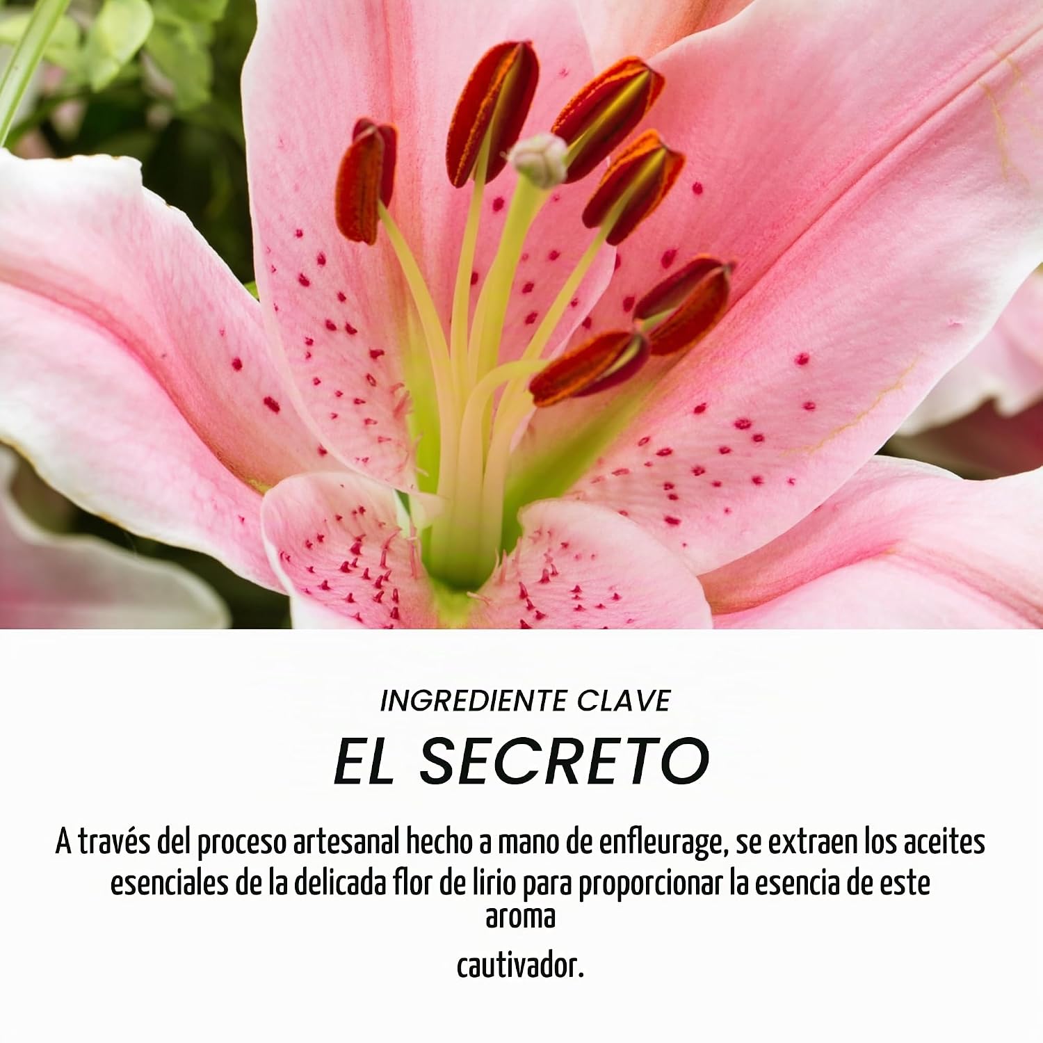CREMA CORPORAL HIDRATANTE O BOTICÁRIO LILY CLASSIC 250G - 4