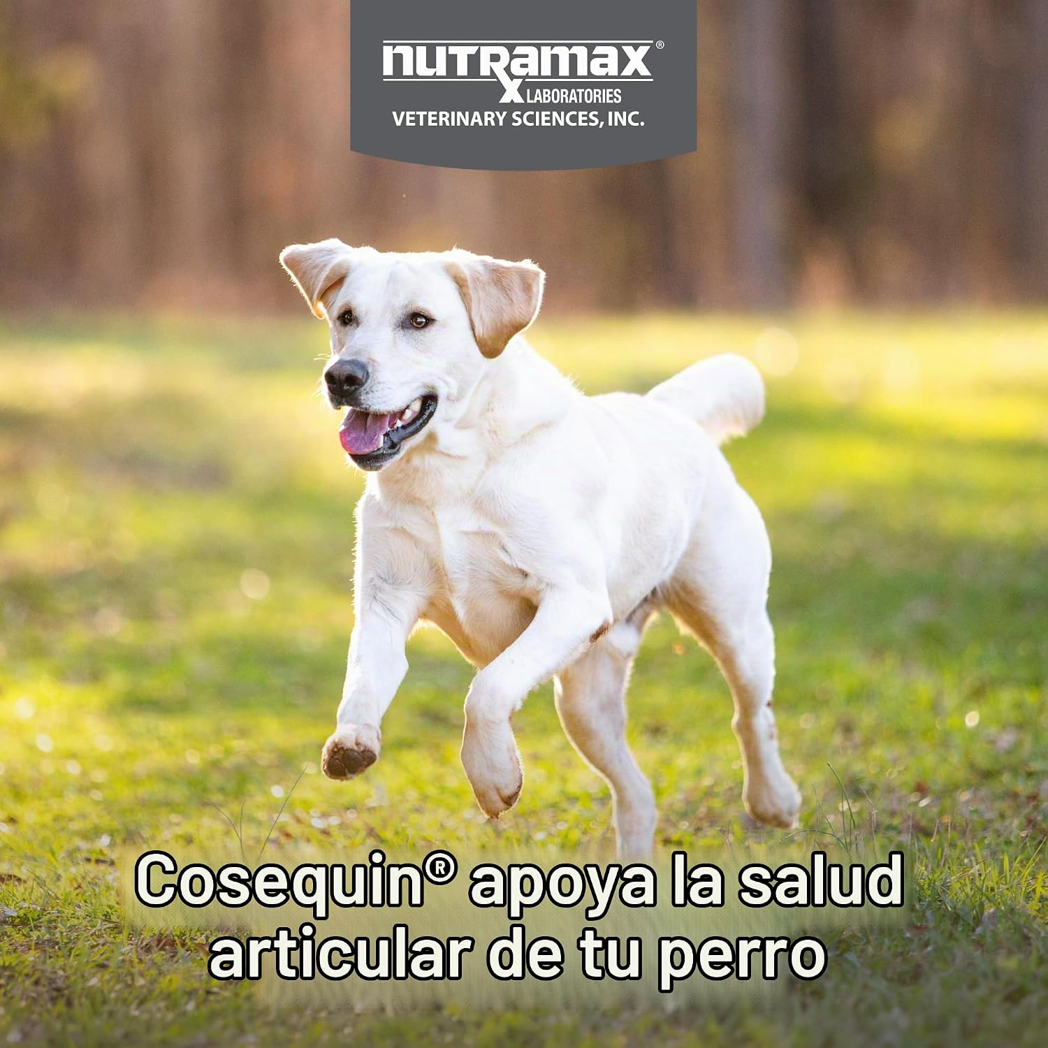 SUPLEMENTO ARTICULAR NUTRAMAX COSEQUIN PARA PERROS MSM+HA TABLETAS MASTICABLES 150 UNIDADES - 3