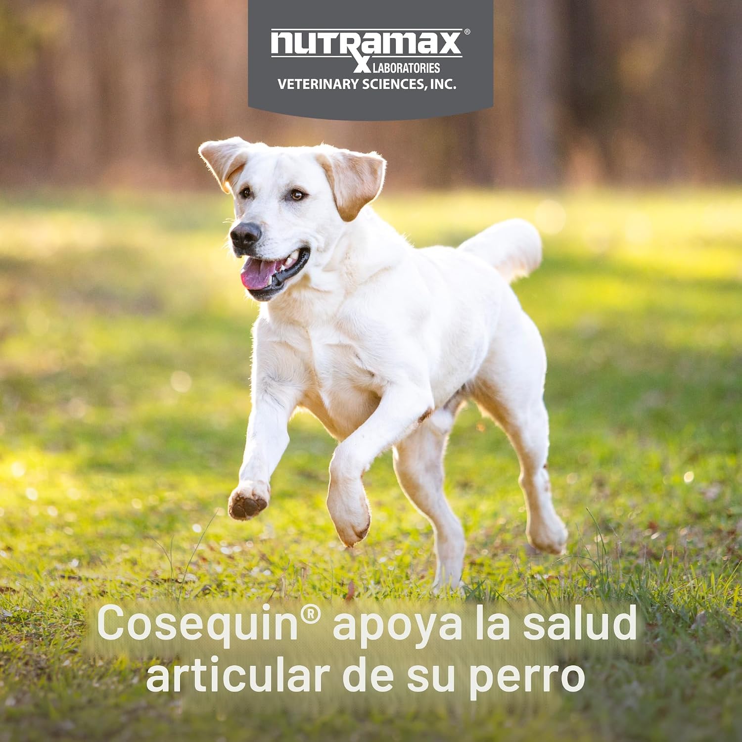 SUPLEMENTO ARTICULAR NUTRAMAX COSEQUIN PARA PERROS CON MSM Y HA, 250 TABLETAS MASTICABLES - 3