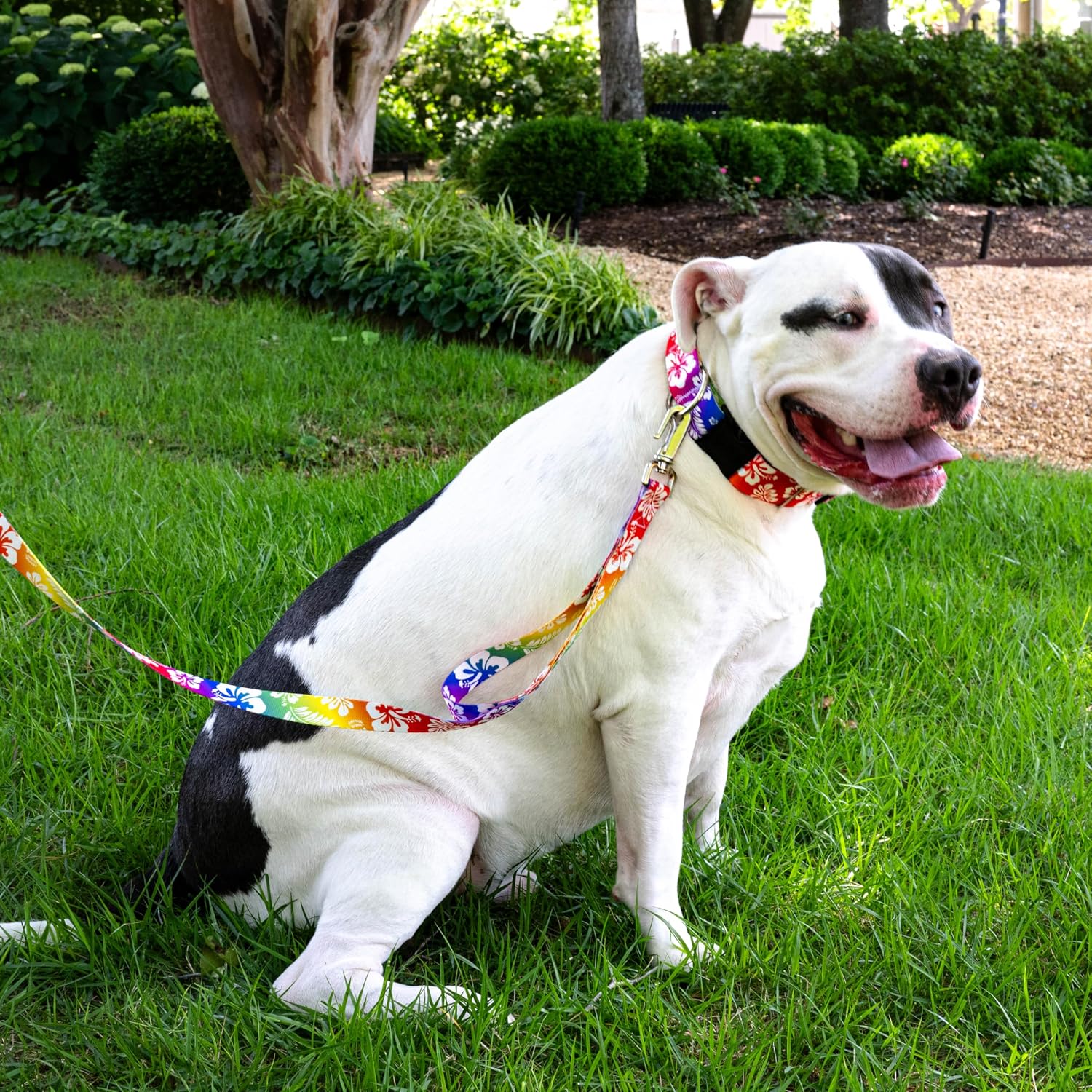 COLLAR PARA PERRO COUNTRY BROOK PETZ HAWAIIAN RAINBOW TALLA L - 3