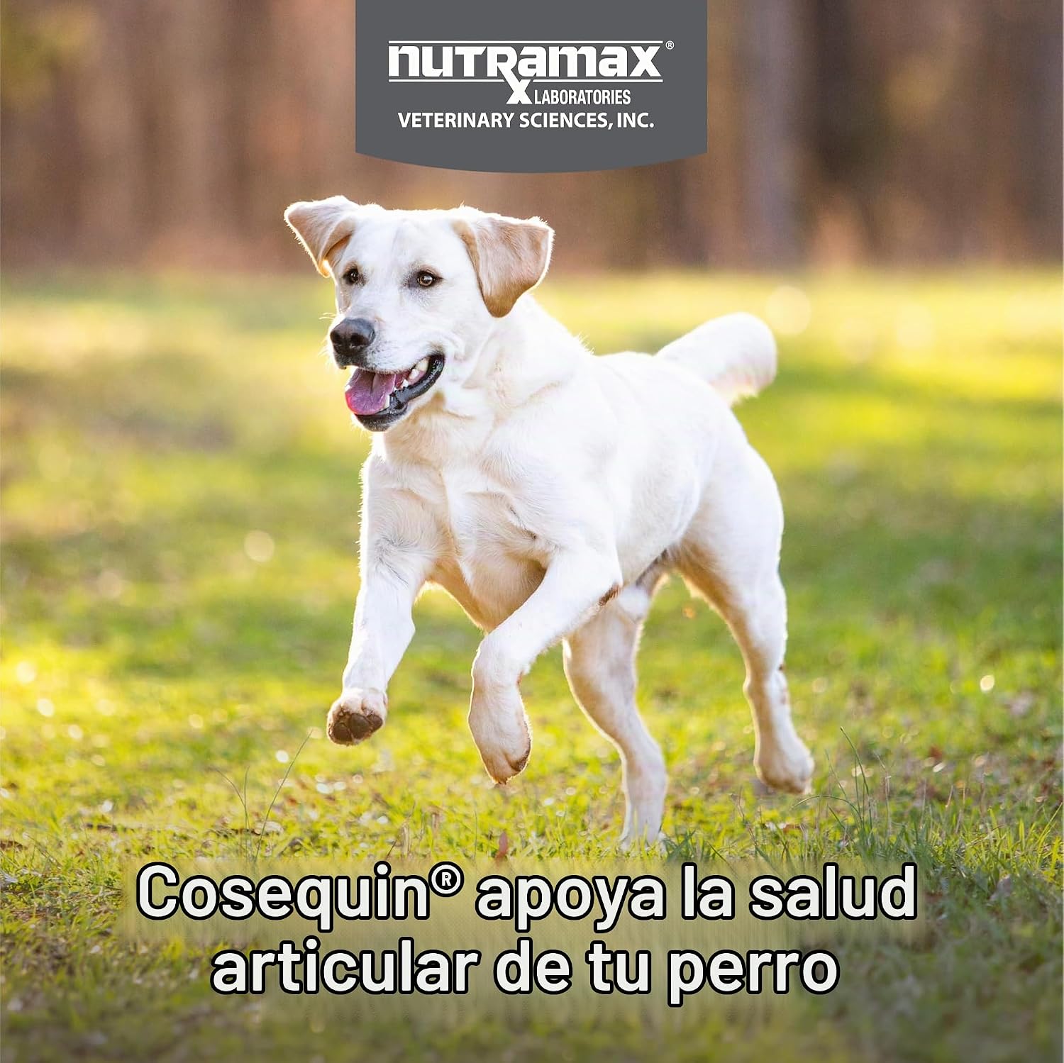 SUPLEMENTO ARTICULAR NUTRAMAX COSEQUIN MAXIMUM STRENGTH PARA PERROS, 2 PACKS DE 264 TABLETAS MASTICABLES - 3