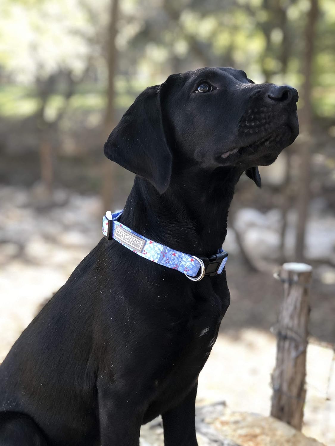 COLLAR Y CORREA PARA PERRO LUCKY LOVE DOG JUEGO INVIERNO AZUL TALLA X-SMALL - 2