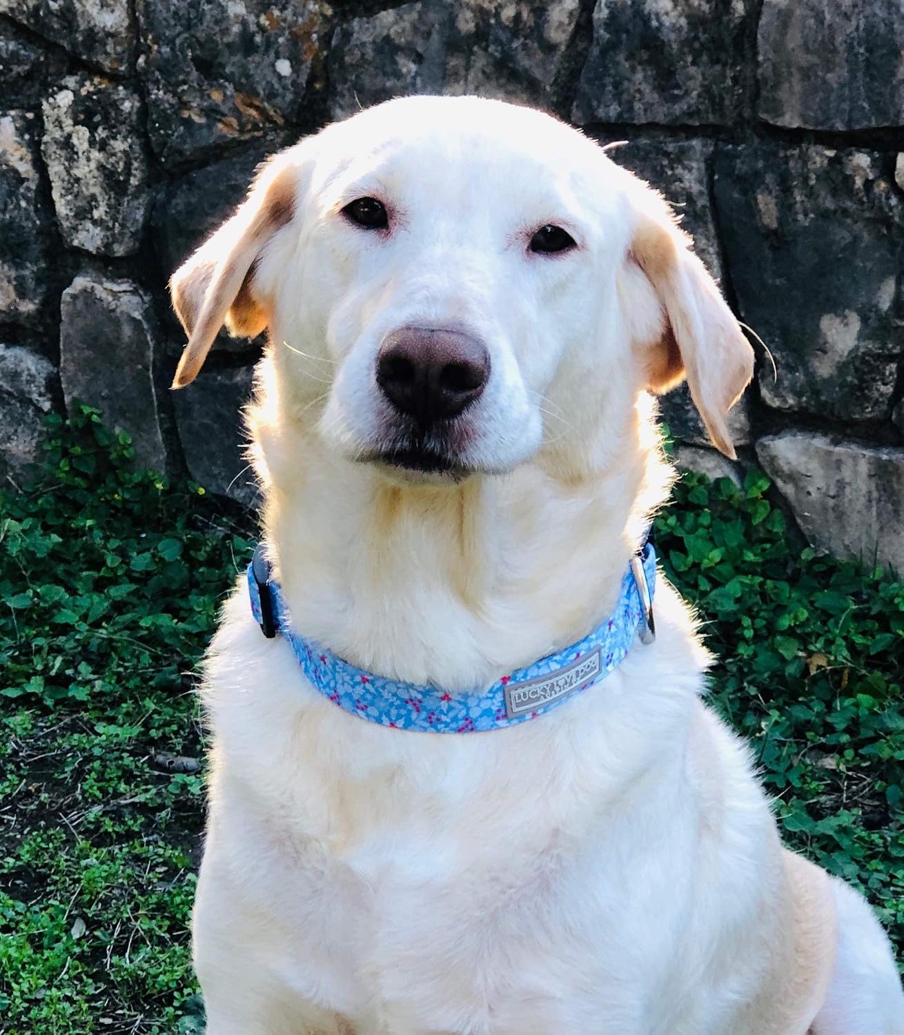 COLLAR Y CORREA PARA PERRO LUCKY LOVE DOG JUEGO INVIERNO AZUL TALLA X-SMALL - 5
