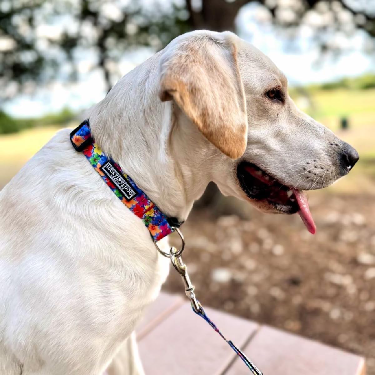COLLAR AJUSTABLE LUCKY LOVE DOG HANA PARA PERROS PEQUEÑOS - 2