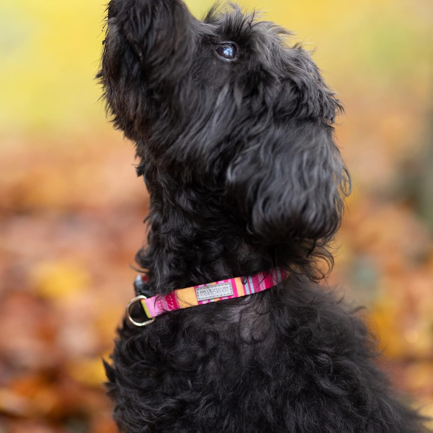 COLLAR AJUSTABLE LUCKY LOVE DOG MOLLY PARA PERROS GRANDES - 2