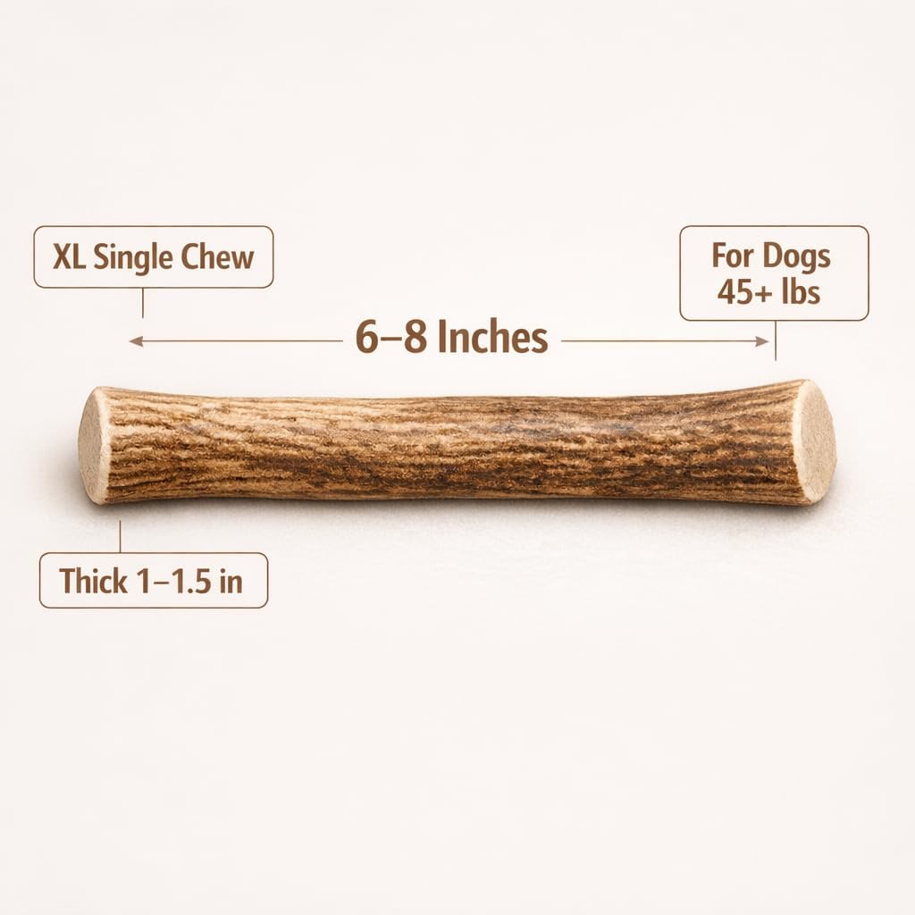 MASTICABLE DE ASTA DE VENADO XL PARA PERROS GRANDES, 6-8 PULGADAS - 3