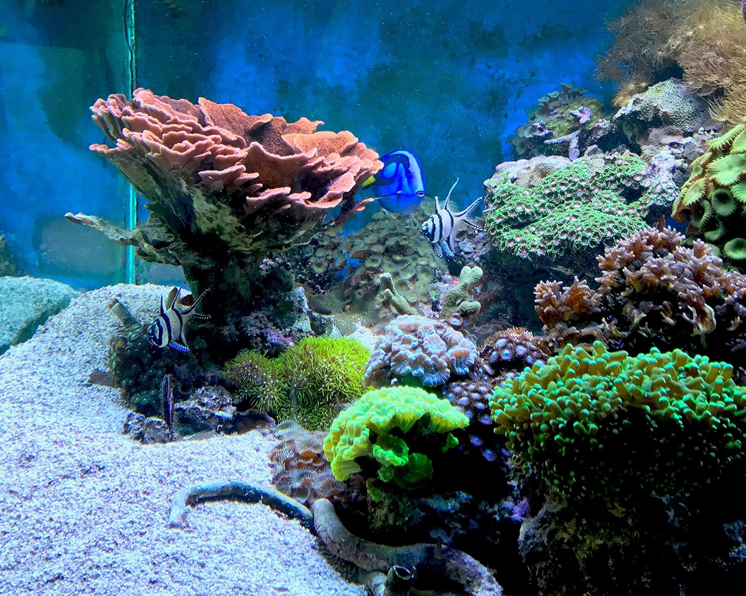 SEACHEM REEF KALKWASSER 500 G - 4