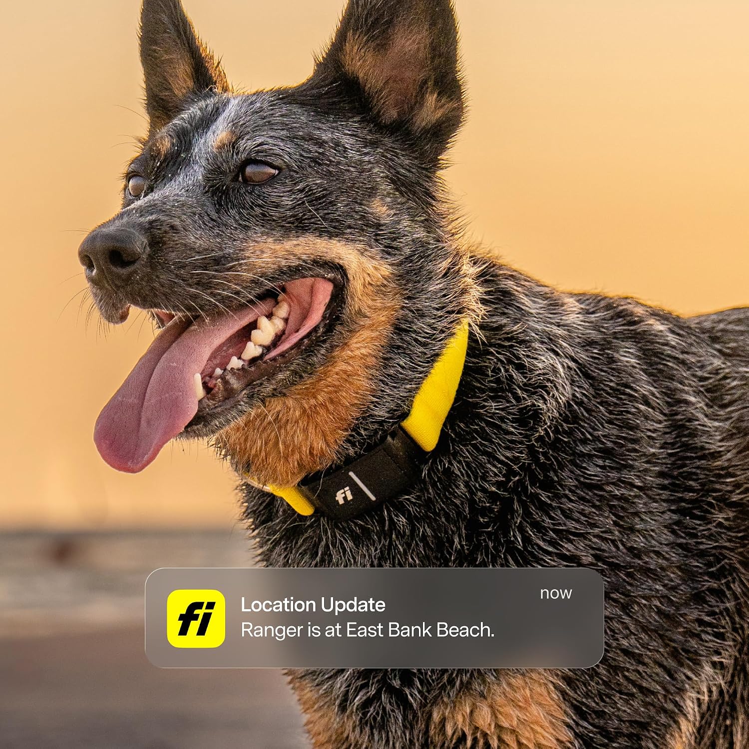 COLLAR GPS PARA PERRO FI SERIES 3+ AZUL TALLA M - 2