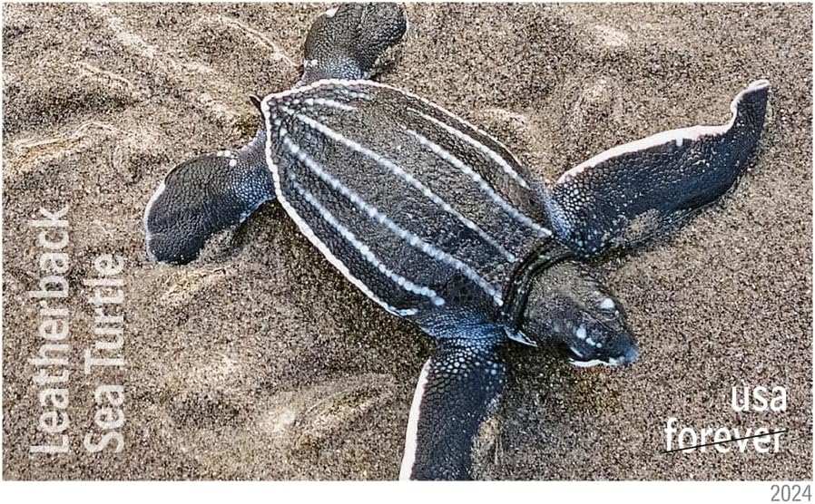SOBRES UNITED STATES POSTAL SERVICE PROTECT SEA TURTLES 2024 90 SELLOS - 5