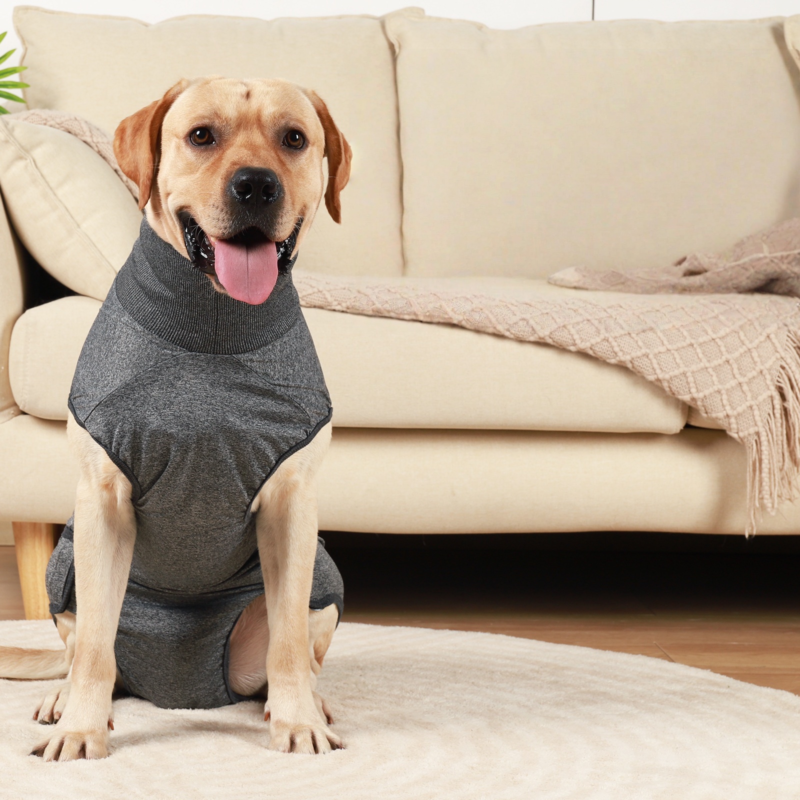 FAJA PARA PERROS TALLA L GRIS - 3