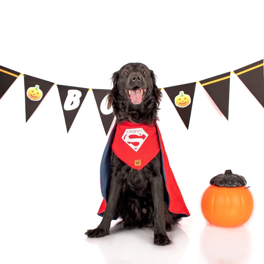 DISFRAZ TERCIOPELO PERRO LETIF PET SHOP SUPERDOG TALLA 7 - 2