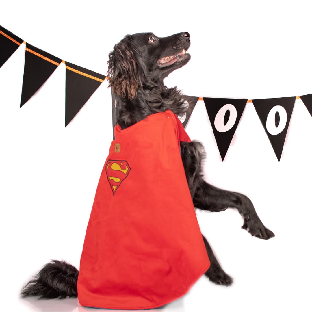 DISFRAZ TERCIOPELO PERRO LETIF PET SHOP SUPERDOG TALLA 7 - 3