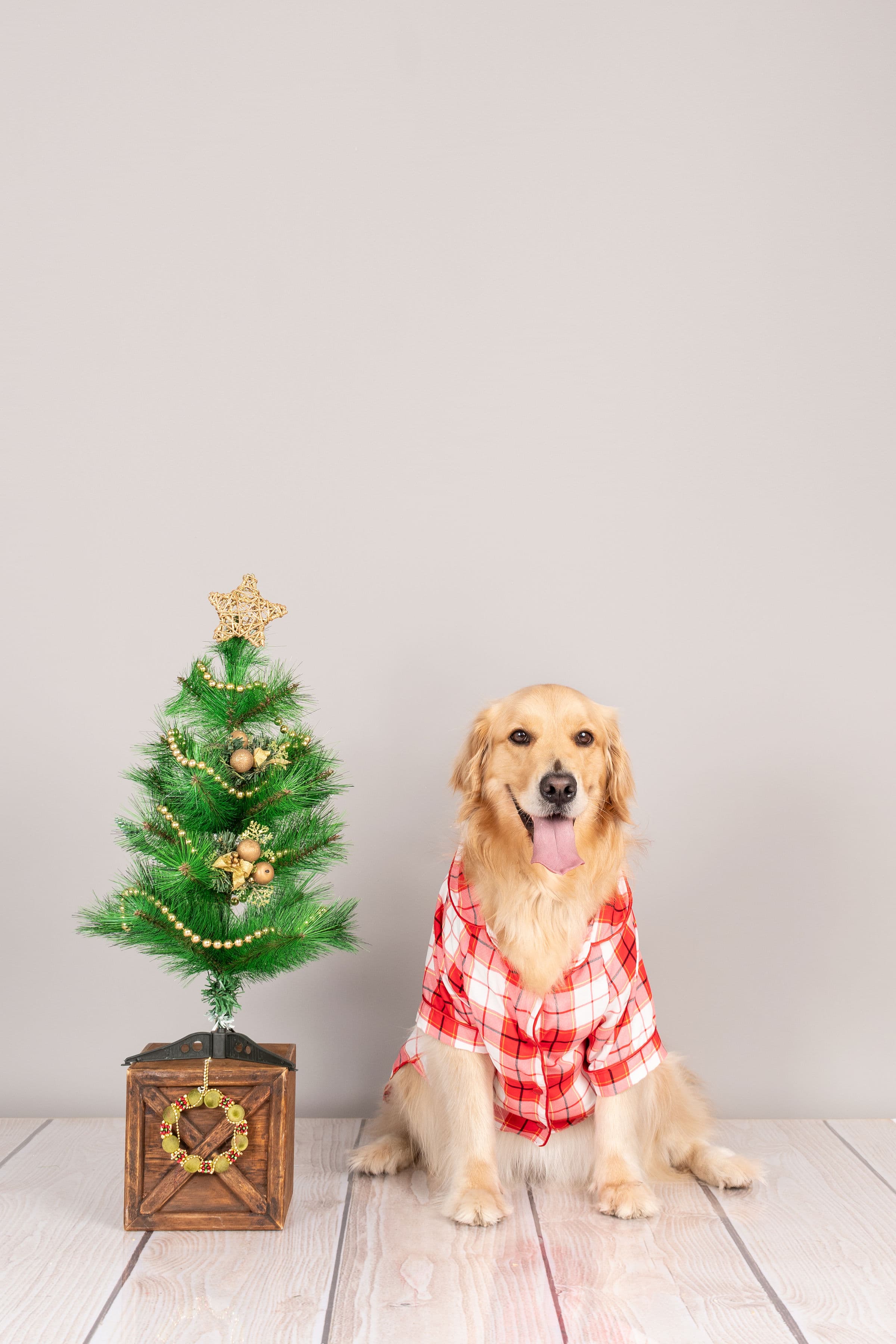 PIJAMA ALGODÓN PERRO Y GATO CAMISERO RED VELVET TALLA 4 LETIF PET SHOP - 2