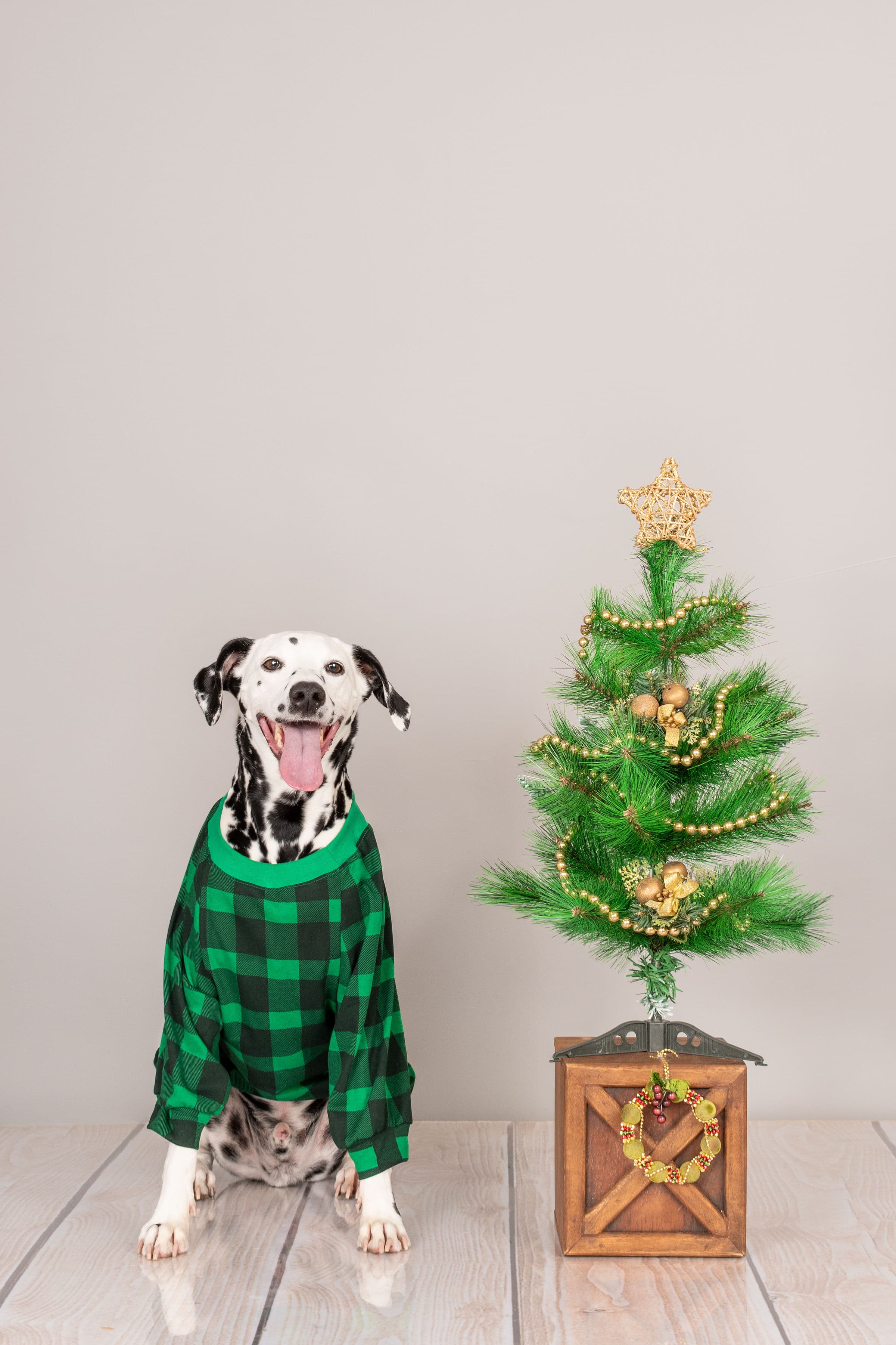 POLERA ALGODÓN PERRO Y GATO ESCOCES VERDE TALLA 6 LETIF PET SHOP - 2
