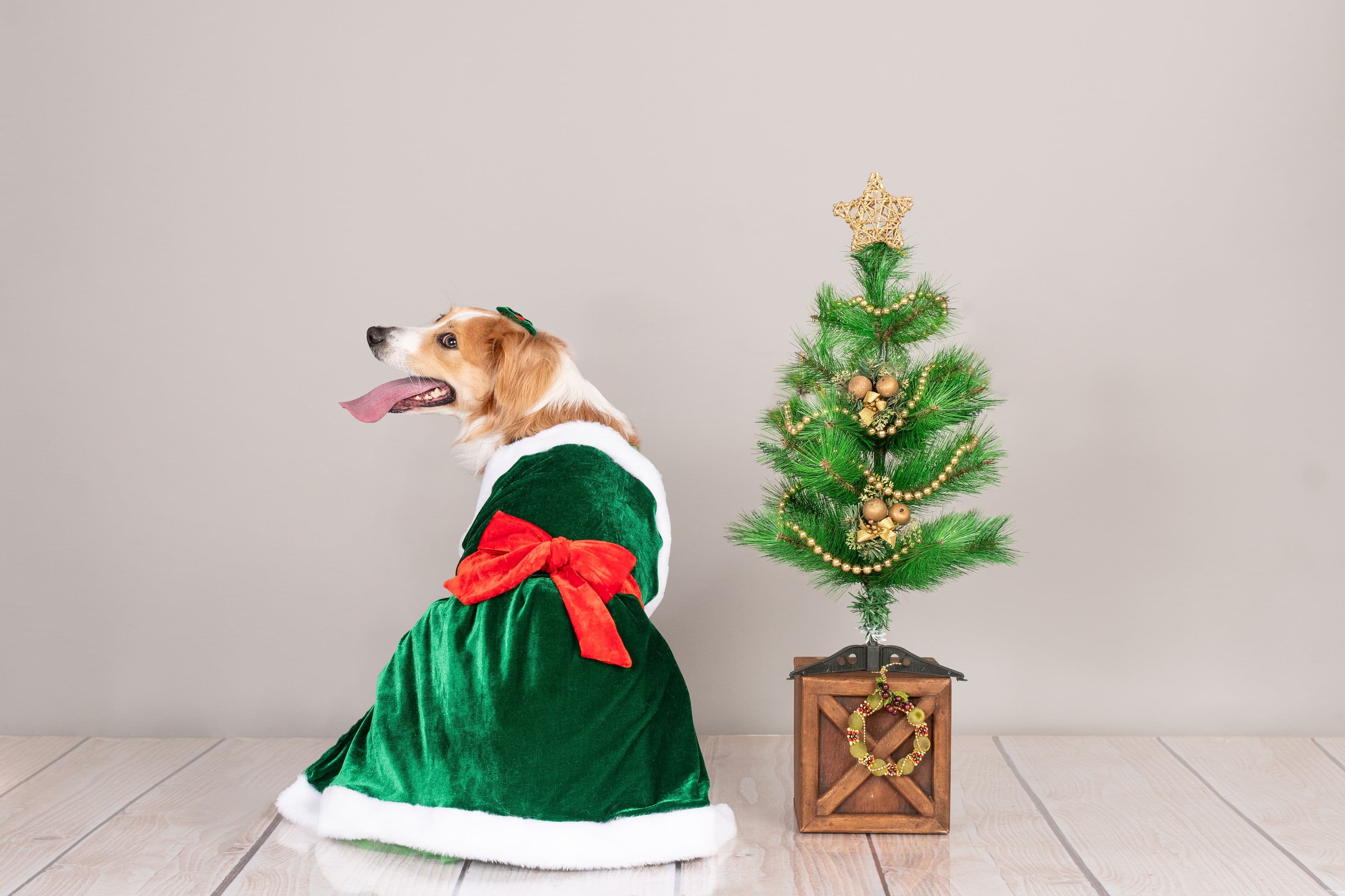 VESTIDO TERCIOPELO PERRO Y GATO MAMA NOELA VERDE TALLA 5 LETIF PET SHOP - 2