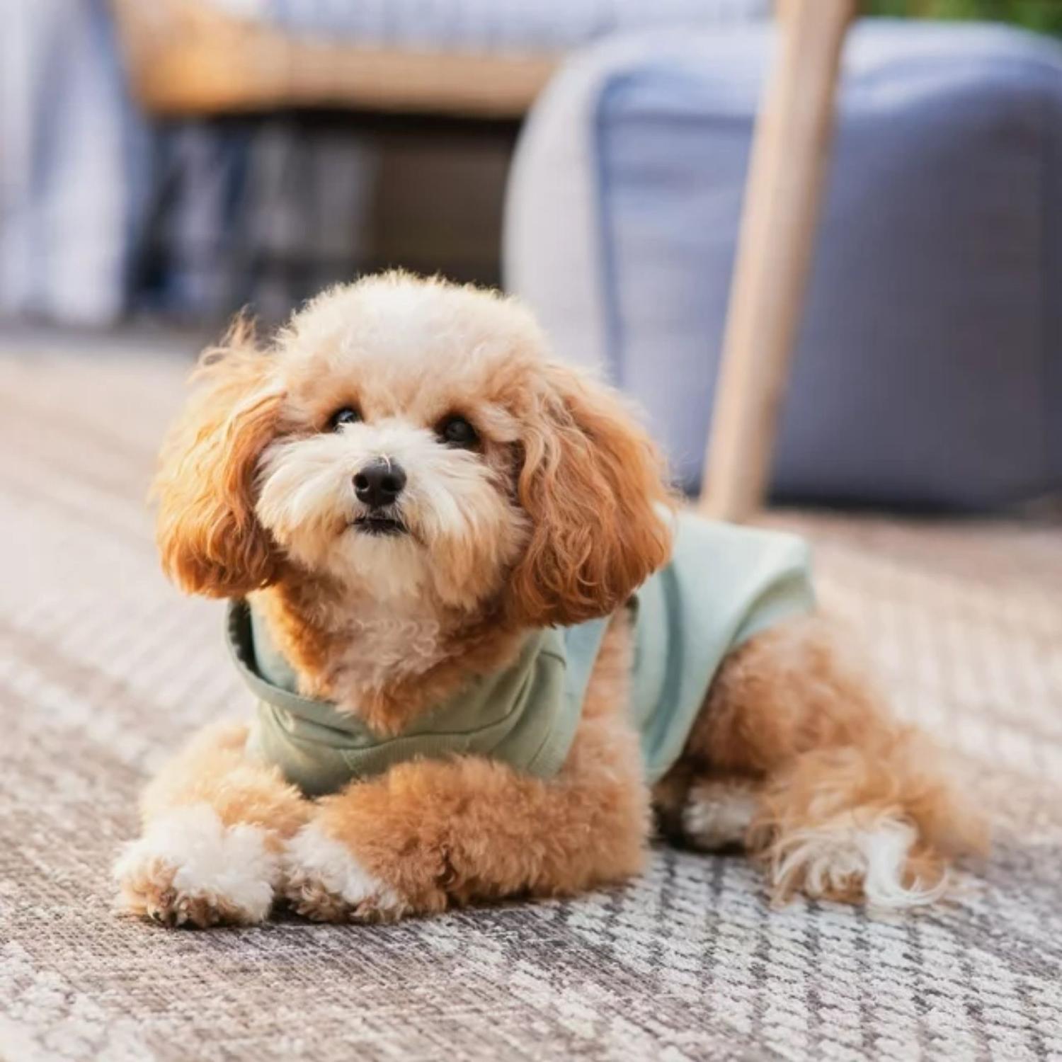 POLO CON CAPUCHA PARA PERRO GAP - VERDE - 5