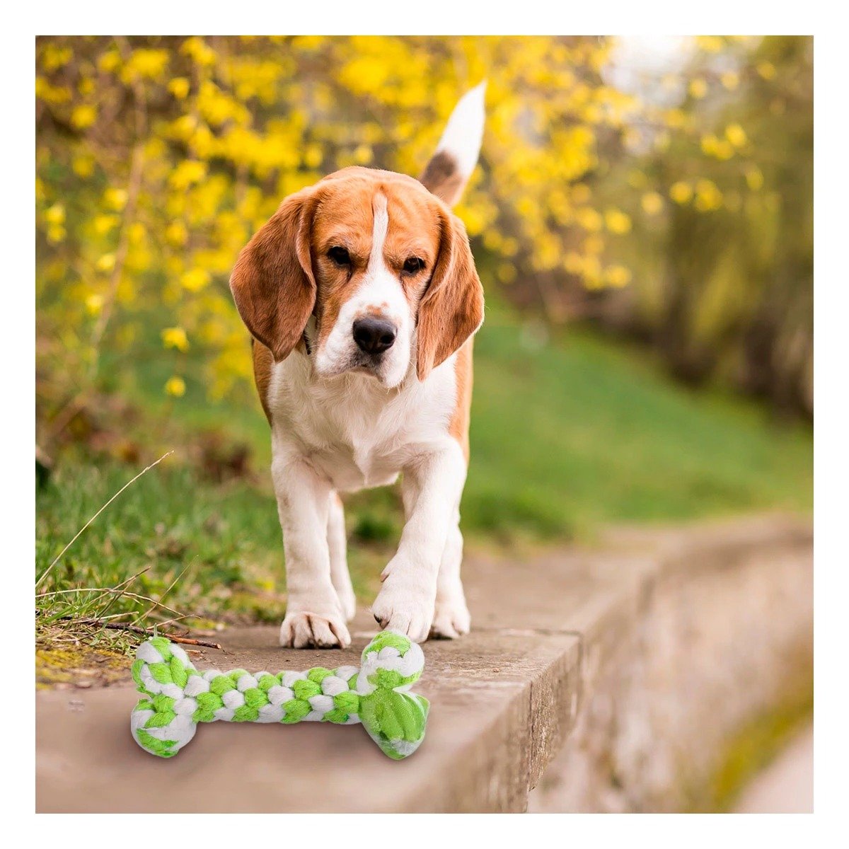 JUGUETE PARA PERROS TIPO HUESO TRENZADO 15X6,5 CM VERDE - 2
