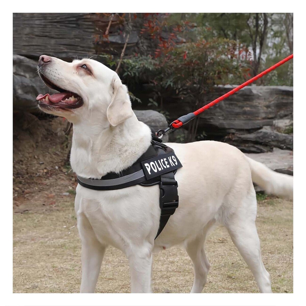 PECHERA PERROS MA30987 RYBIU DE PASEO PET EN NEGRO XXL Y+PAPEL DE REGALO - 5