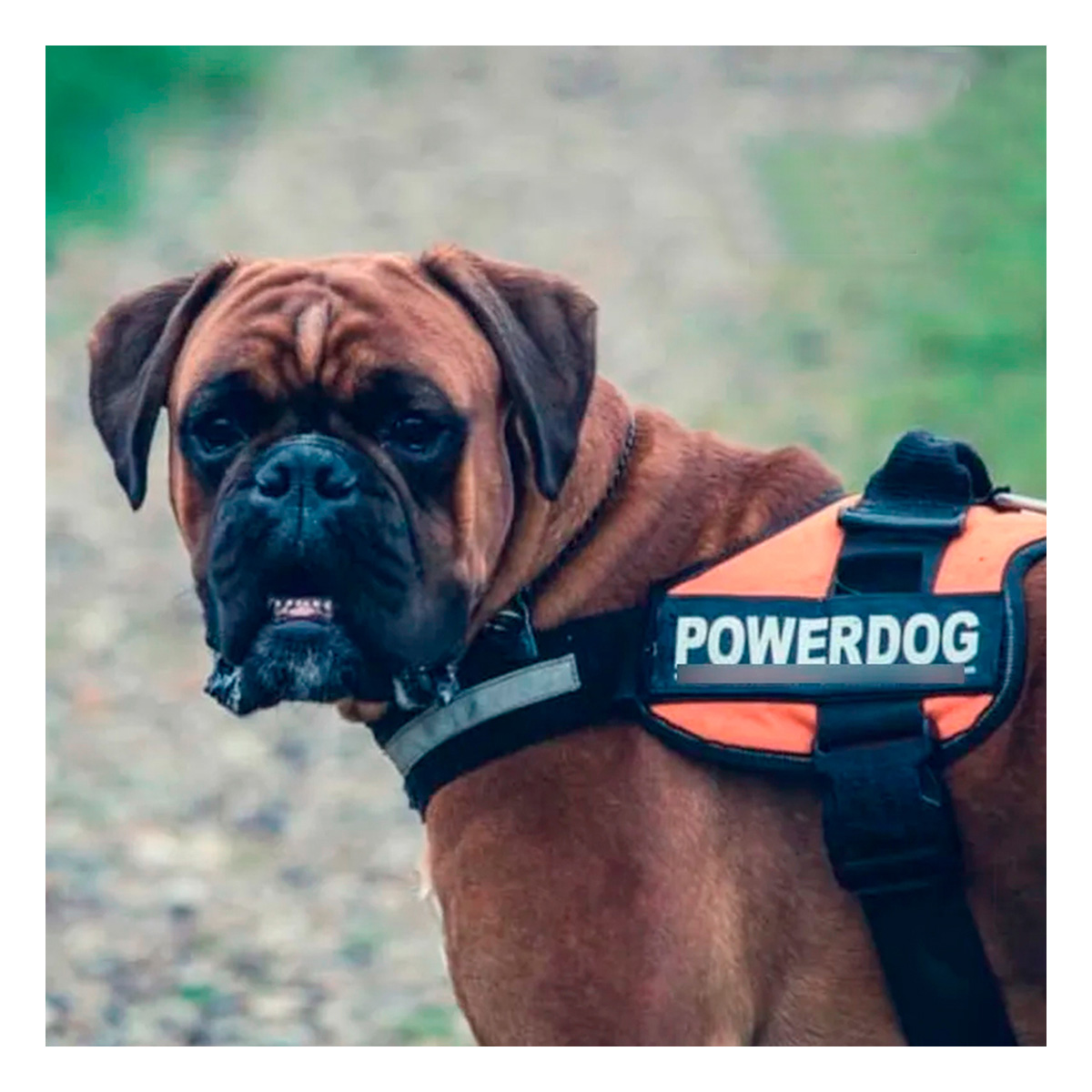 ARNÉS PERROS MA30959 RYBIU CON ENGANCHE PRACTICO EN TONO ANARANJADO Y+AGENDITA - 1