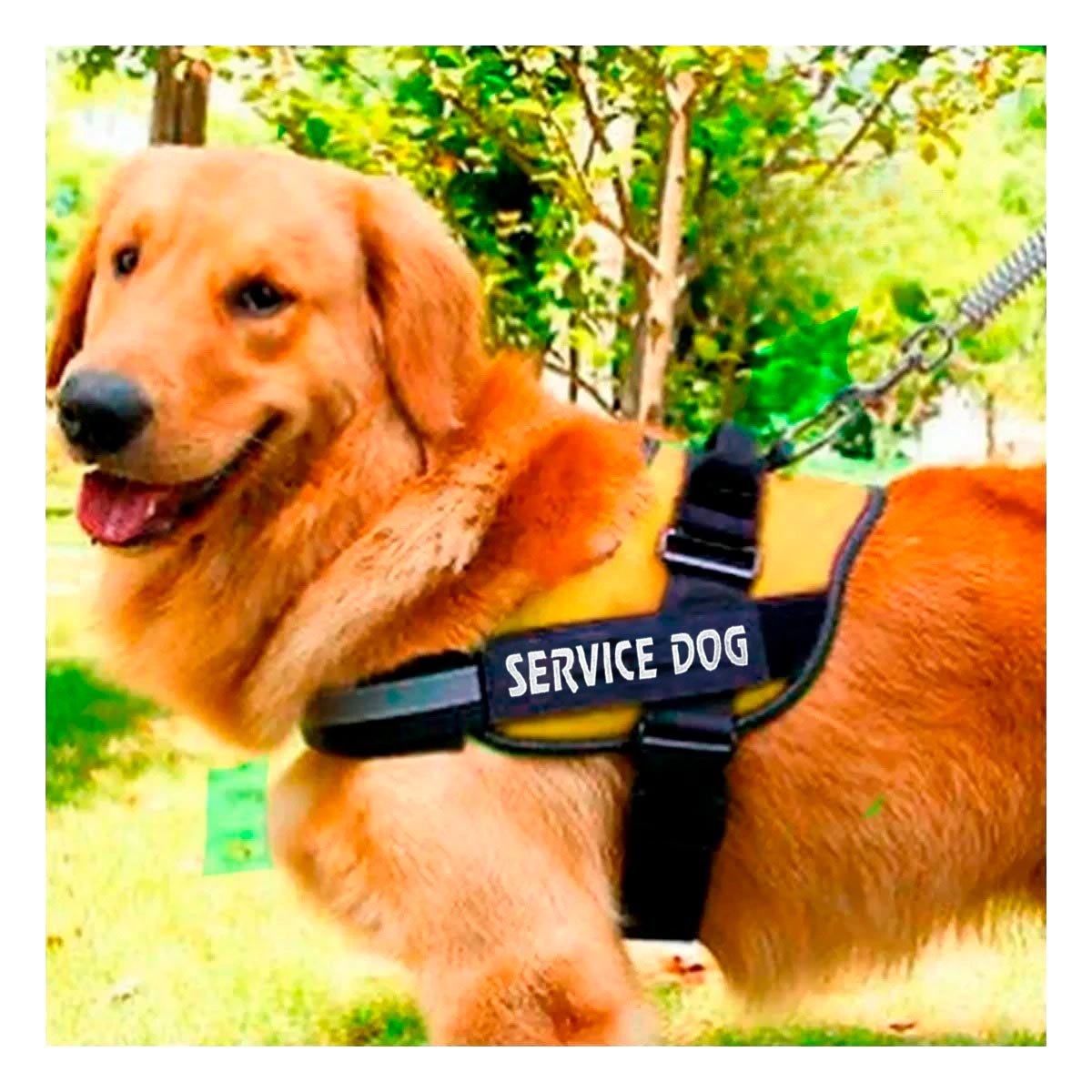 PECHERA PERROS MA30984 RYBIU PROTECCION DOG EN AMARILLO XXL Y+STICKERS - 2