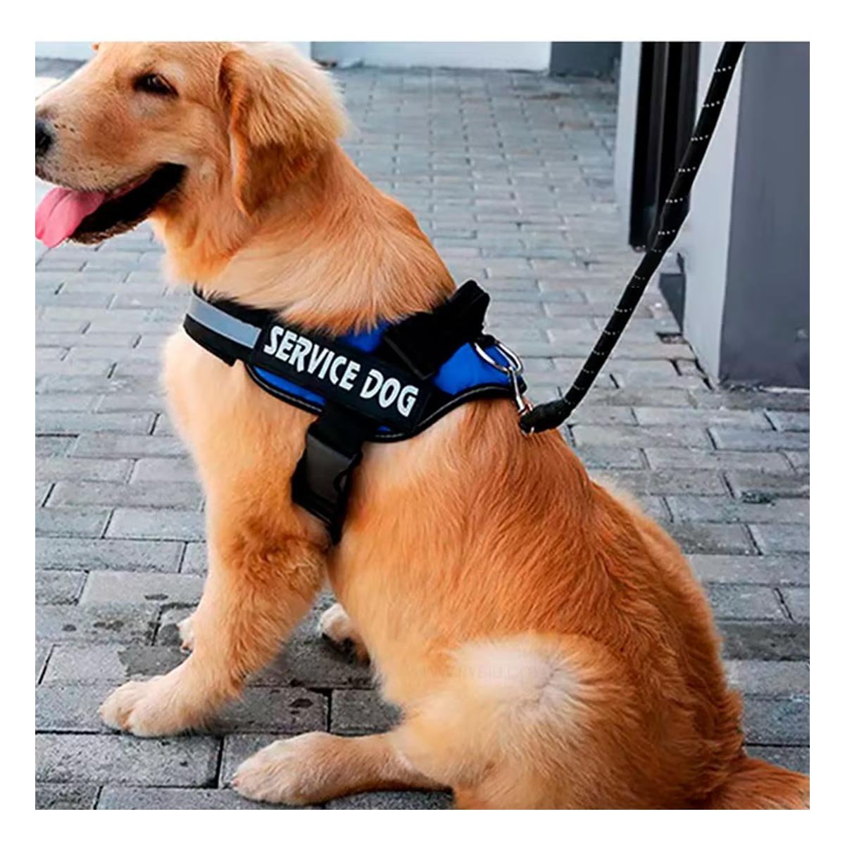 PECHERA PERROS MA30985 RYBIU PROTECCION DOG EN AZUL XXL Y+STICKERS - 2