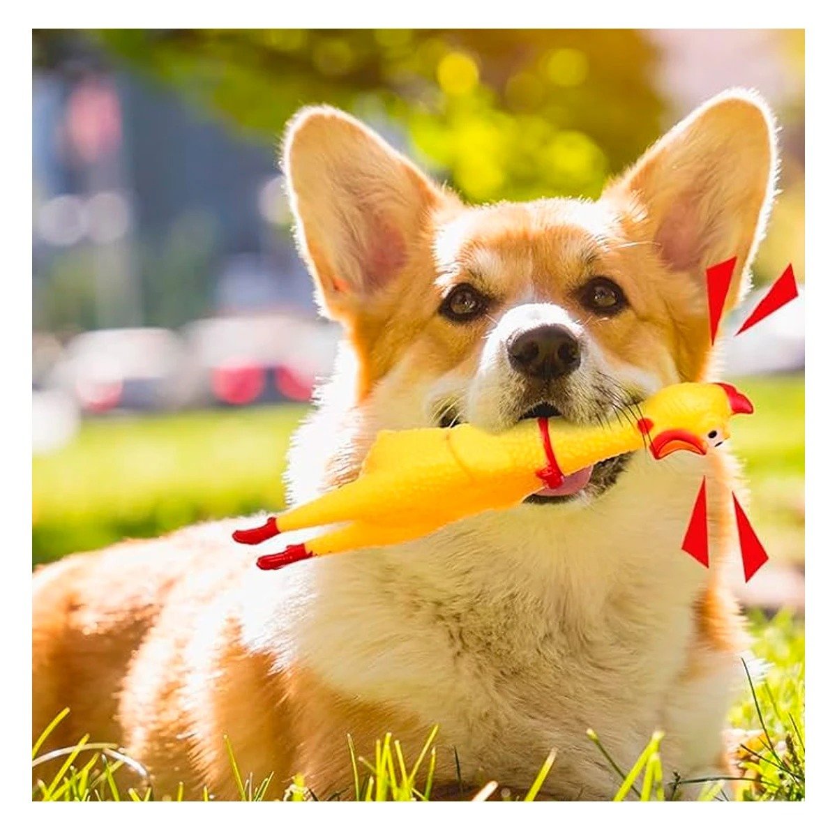 JUGUETE POLLO CHILLON AMARILLO TALLA M PARA PERRO MASCOTA HOGAR CANINOO - 1