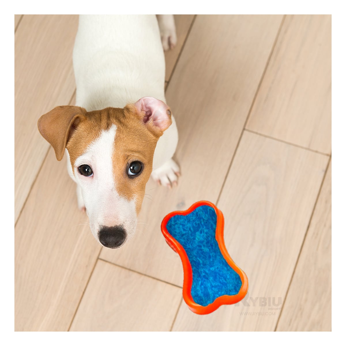 PLATO PERRO Y GATO MA31319 MASCOTA FORMA HUESO PEQUEÑO ANARANJADO RYBIU - 1