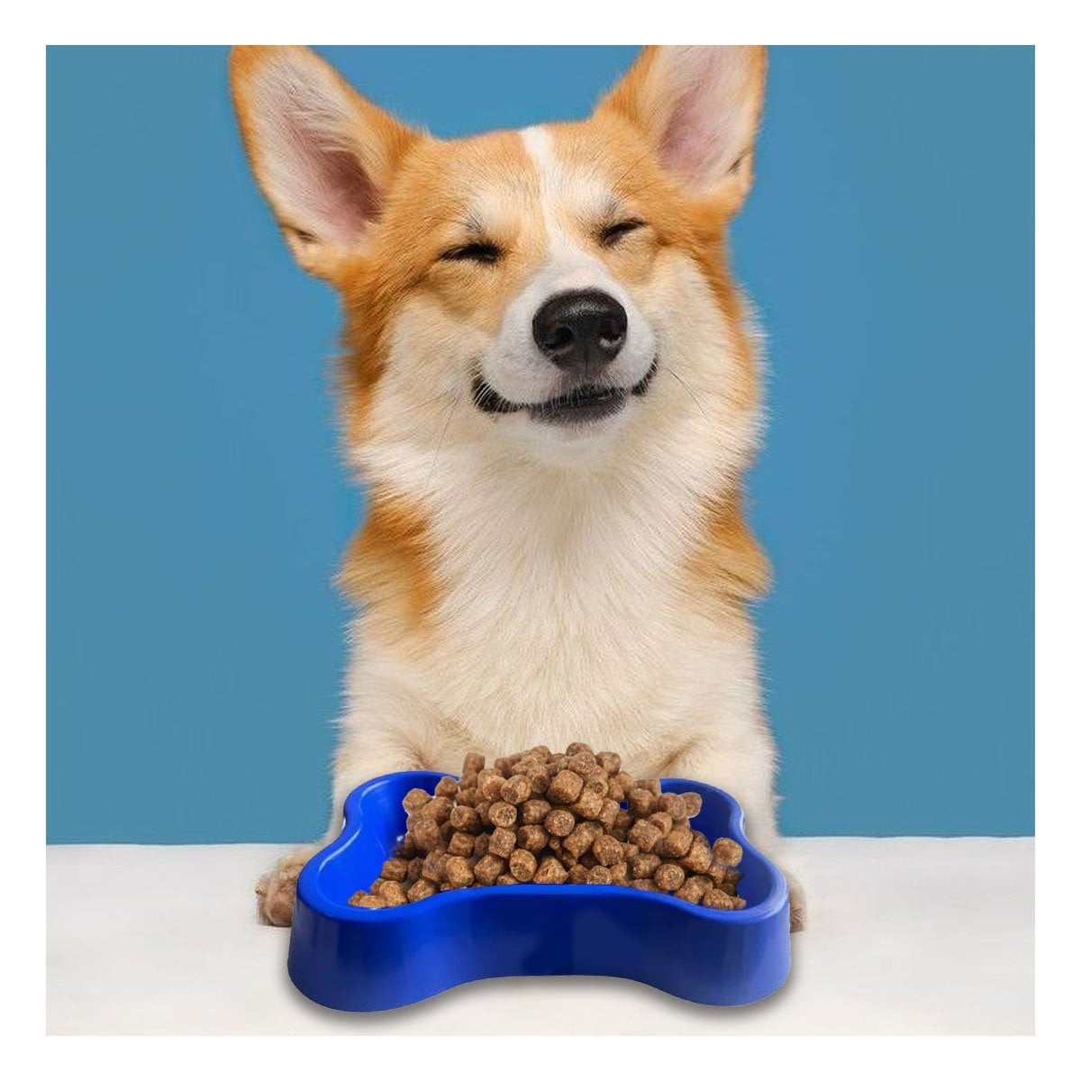PLATO PERRO Y GATO MA31320 MASCOTA FORMA HUESO PEQUEÑO AZUL RYBIU - 1