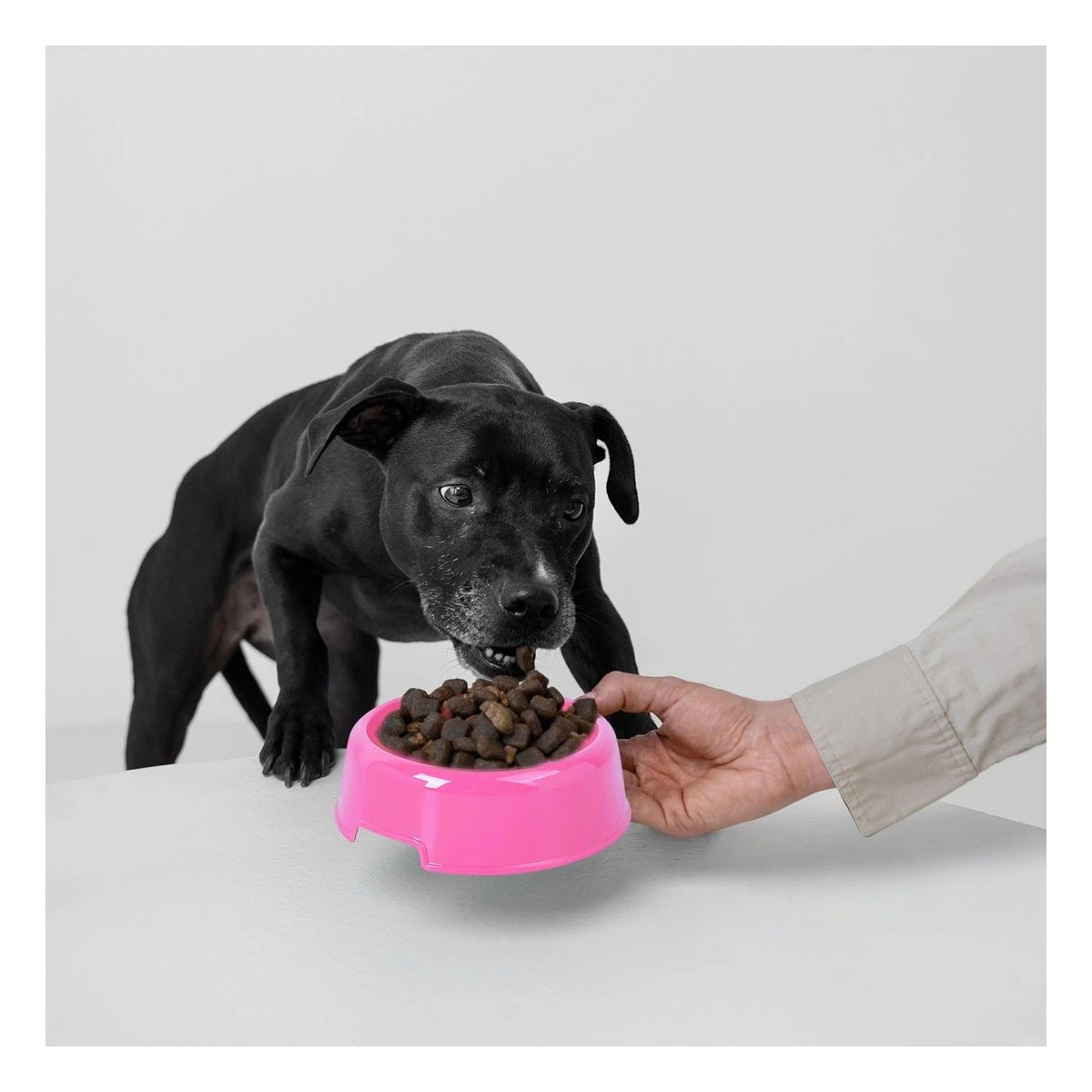 PLATO PERRO Y GATO MA31322 PET REDONDO MASCOTA MEDIANO COLOR ROSADO RYBIU - 1