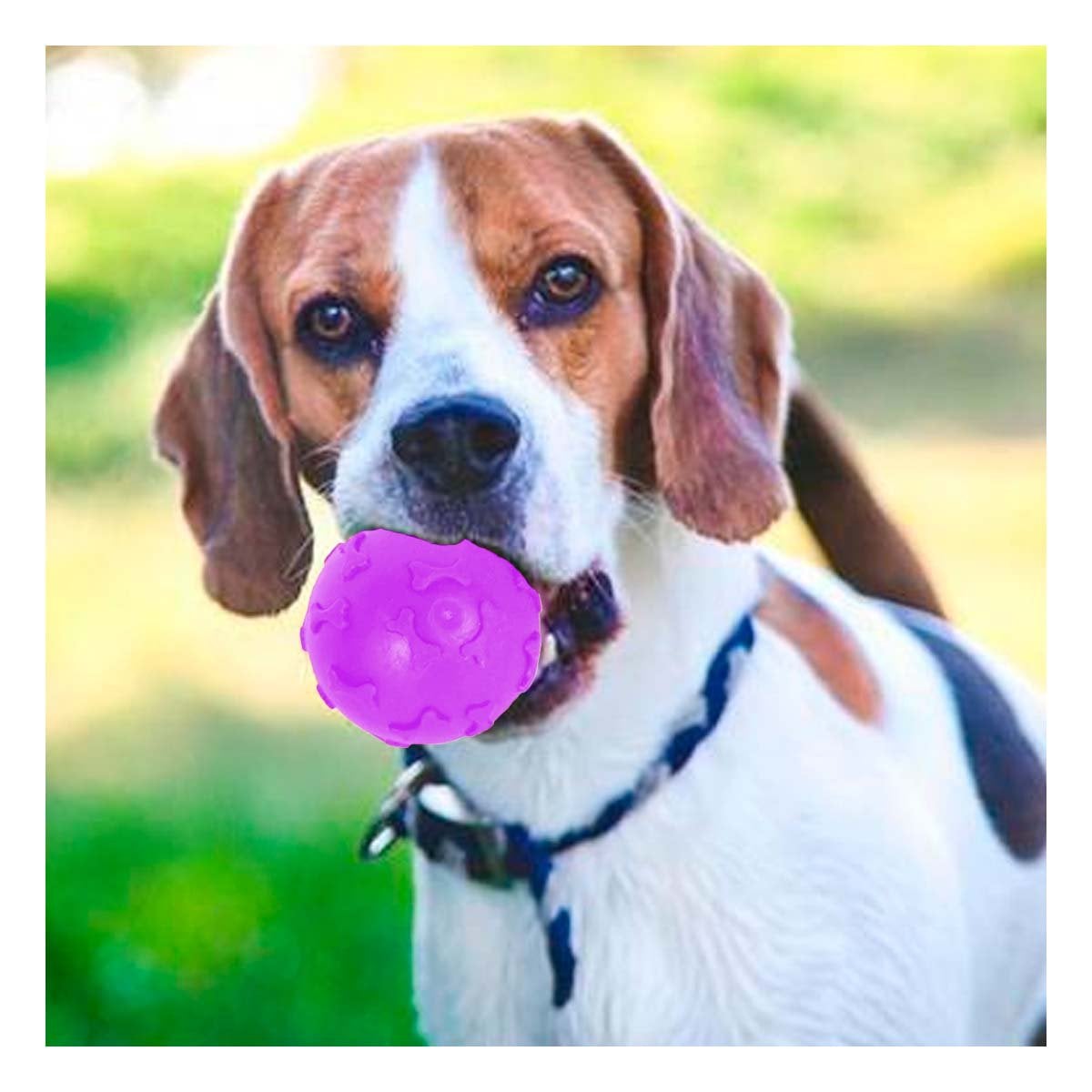 ARTICULO CON HUESOS PET COLOR MORADO PARA MASCOTAS EN HOGAR - 1