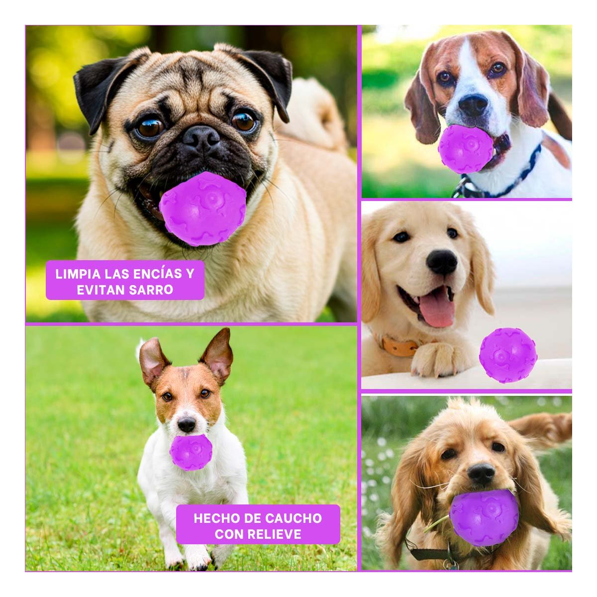 ARTICULO CON HUESOS PET COLOR MORADO PARA MASCOTAS EN HOGAR - 5