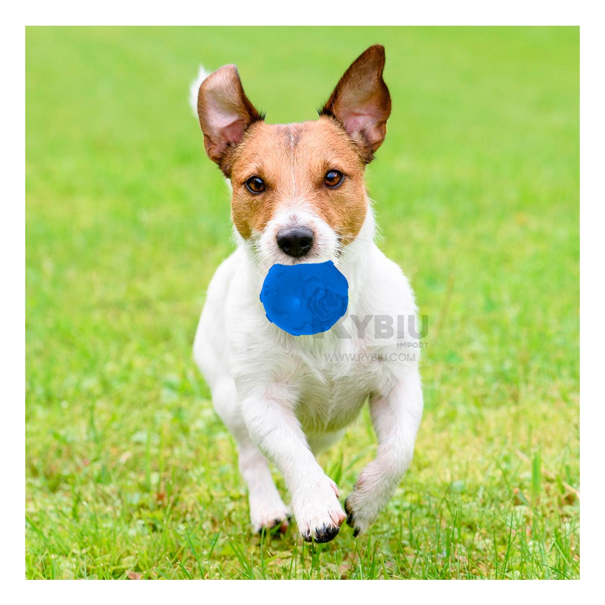 PELOTA CON DISEÑO DE HUESOS PARA PERRO EN COLOR AZUL - 1