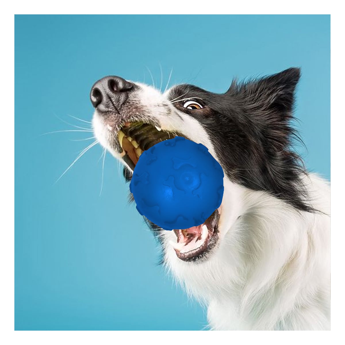 PELOTA CON DISEÑO DE HUESOS PARA PERRO EN COLOR AZUL - 3