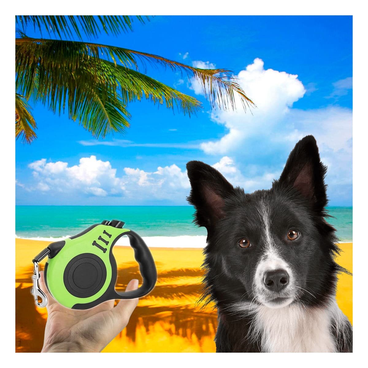 SOGA PERROS MA31384 RYBIU 3M EN COLOR VERDE Y+STICKERS - 5