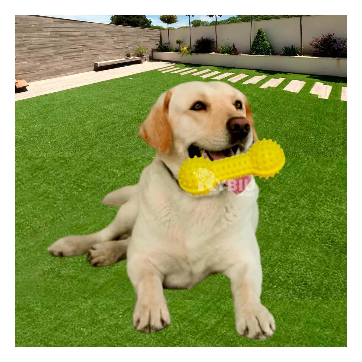 MASTICABLE PERROS RYBIU PLASTICO EN AMARILLO + BANDERITAS ADHESIVAS - 4