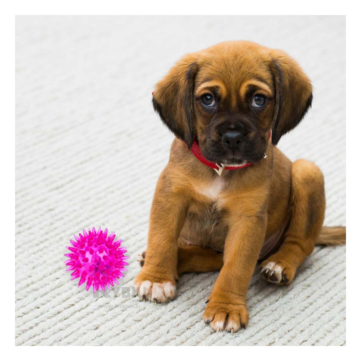 SET PERROS RYBIU DINAMICO PELOTAS EN ROSADO + PAPEL REGALO - 1
