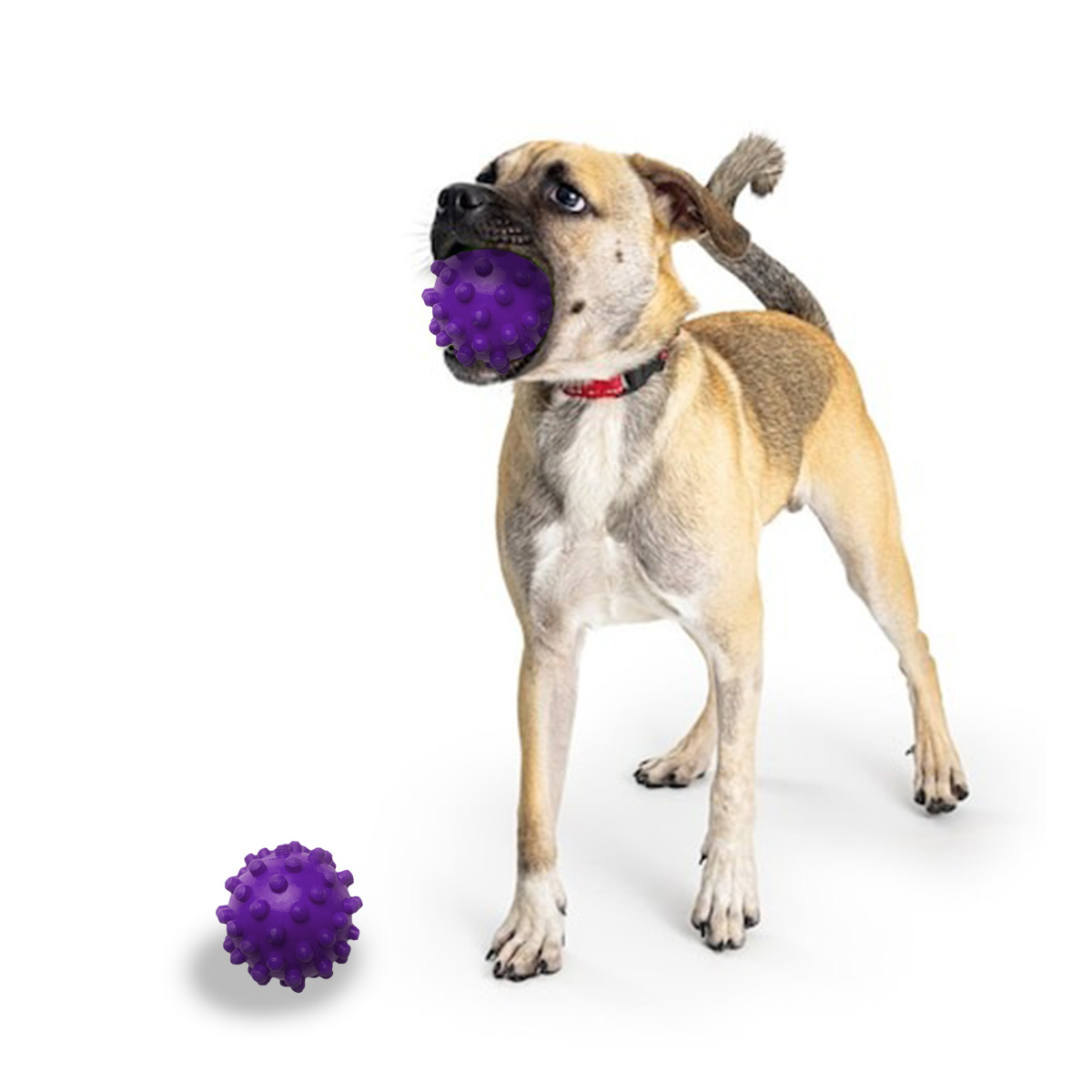BALON PERROS RYBIU ANTIESTRES MORADO + BANDERITAS ADHESIVAS - 1