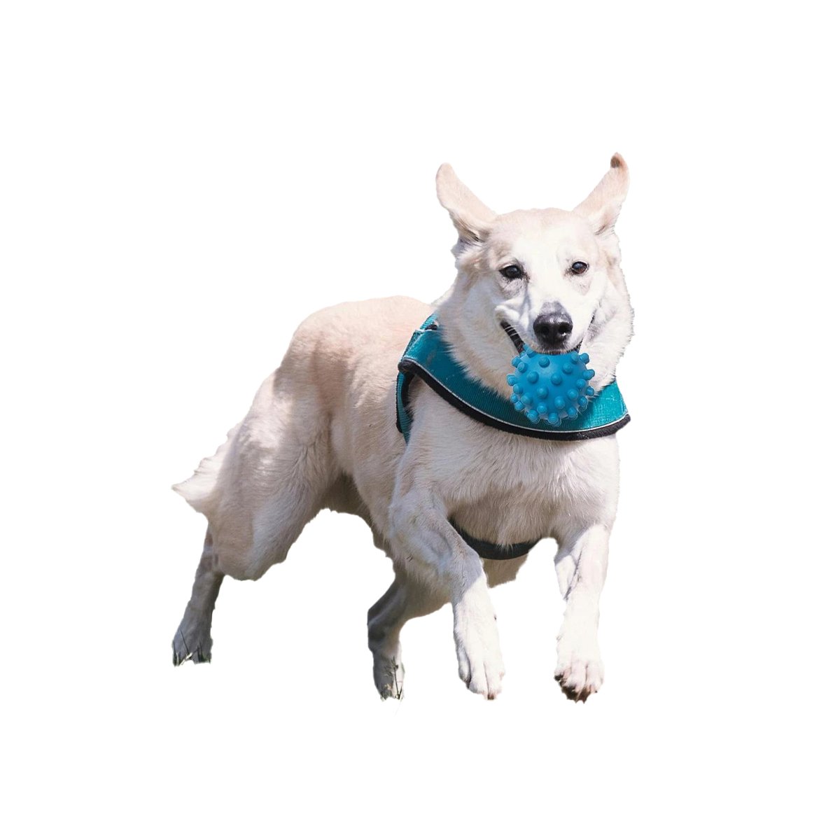 BALÓN CAUCHO PERROS MA31150 JUEGO CELESTE + LIGAS REGALO RYBIU - 3