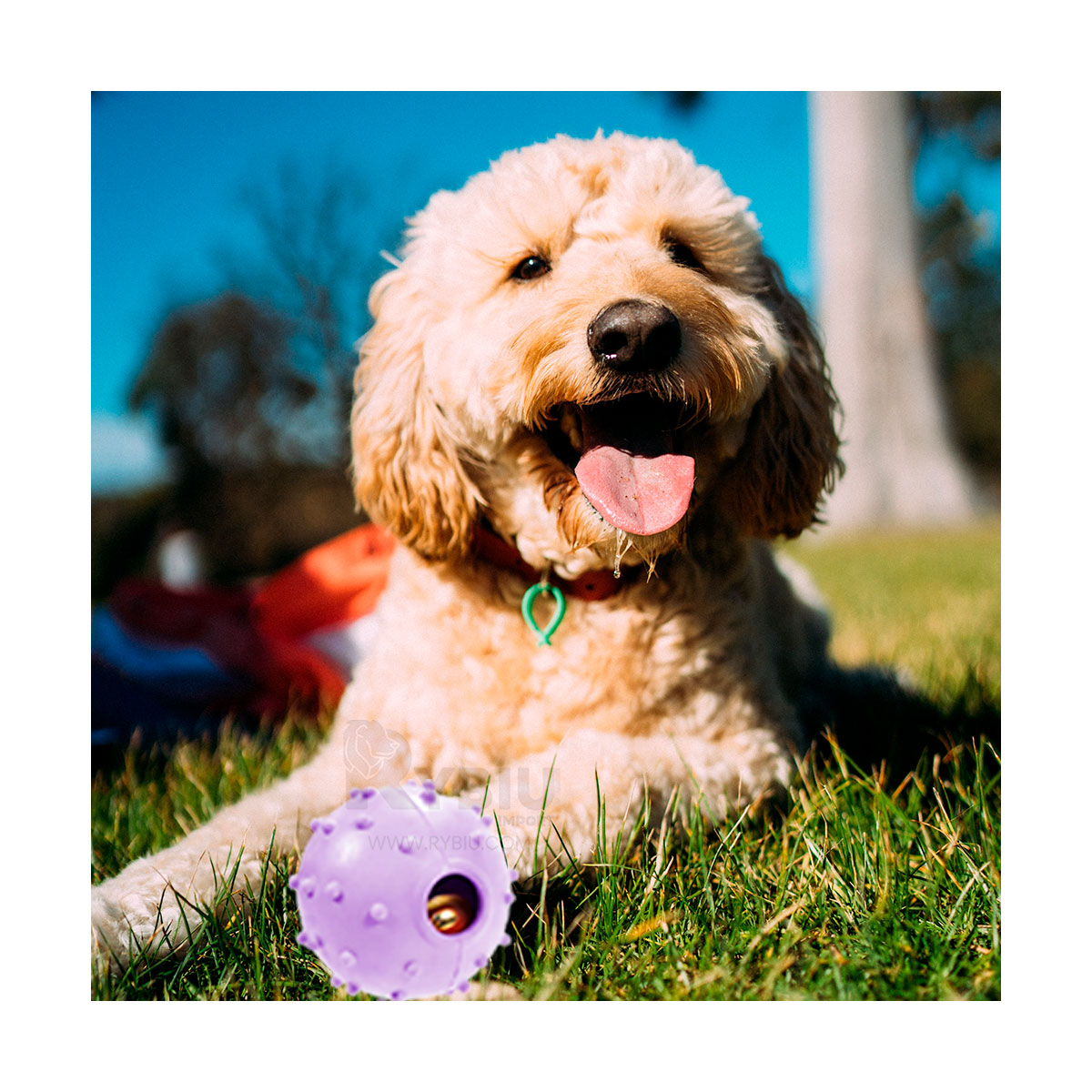 JUGUETE CAUCHO PERROS MA31252 FLEXIBLE MORADO + REGALO STICKERS RYBIU - 1