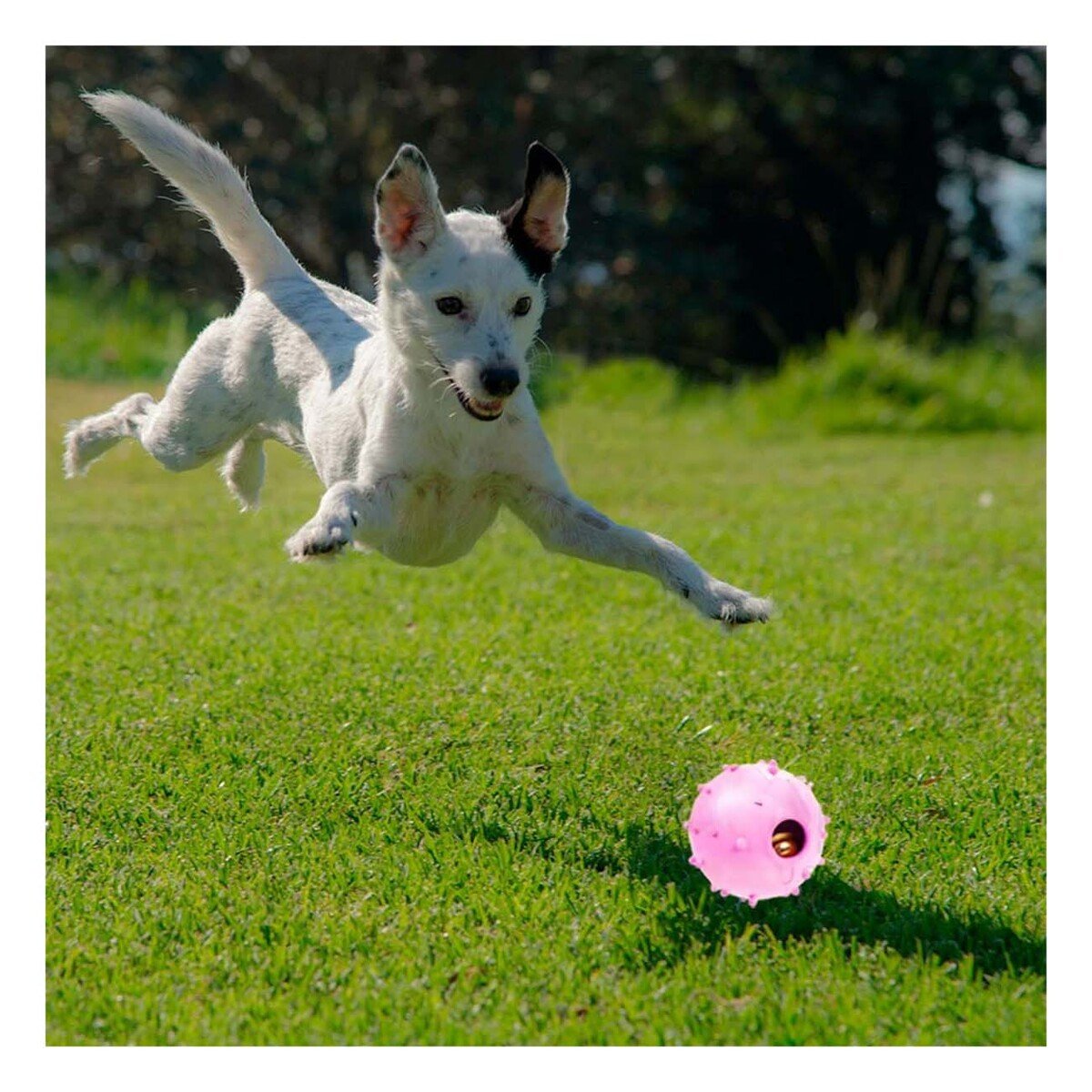 JUGUETE CAUCHO PERRO MA31253 DURADERO ROSADO + LIGAS REGALO RYBIU - 1