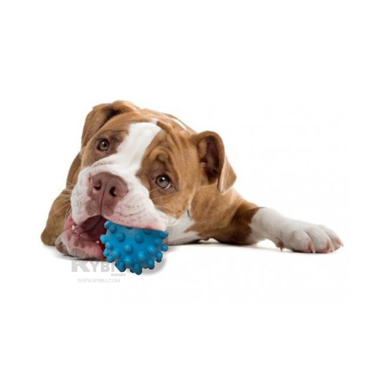 ESFERA CAUCHO PERROS MA31144 CELESTE + REGALO LIGAS PEINAR RYBIU - 2
